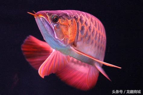 紅龍 魚|龍魚種類介紹（圖文）